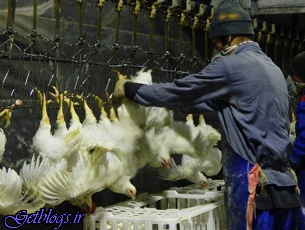 پرسشها کامیون‌داران توزیع مرغ را مختل کرده است ، قیمت مرغ در کشتارگاه به 9800 تومان رسید