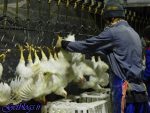پرسشها کامیونداران توزیع مرغ را مختل کرده است ، قیمت مرغ در کشتارگاه به 9800 تومان رسید